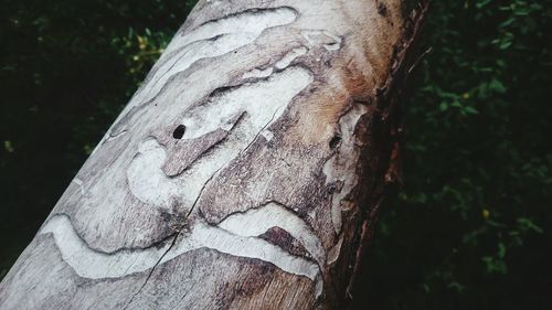 Close-up of tree trunk