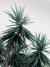 Low angle view of palm tree against sky