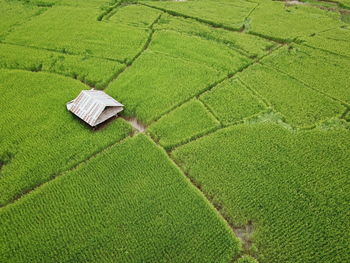 Scenic view of agricultural field