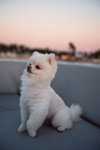 Close-up of dog looking away