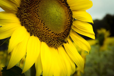 Close-up of sunflower