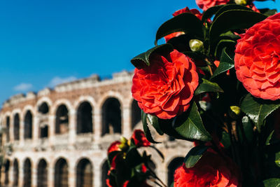 Close-up of red flowering plants against coliseum against blue sky