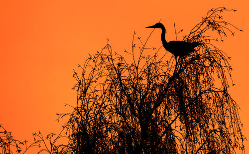 Low angle view of silhouette heron perching against orange sky