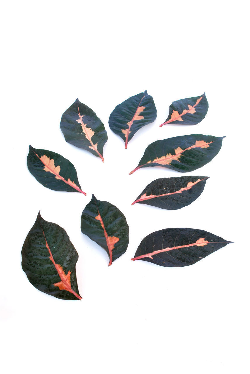 CLOSE-UP OF AUTUMN LEAVES OVER WHITE BACKGROUND