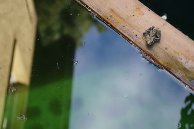 High angle view of toad on wood in pond