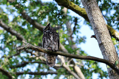 Low angle view of owl perching on tree