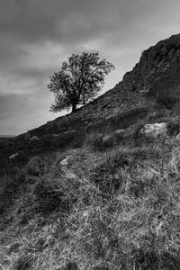 Tree on field against sky
