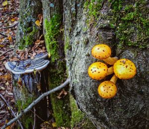 Close-up of fruits on tree