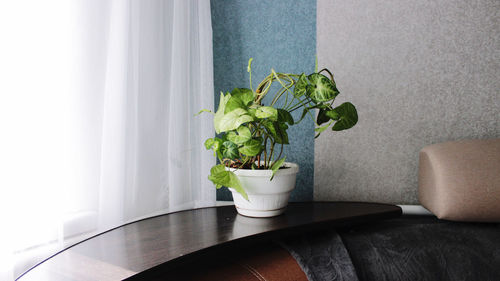 A pot with a houseplant as part of the interior decor
