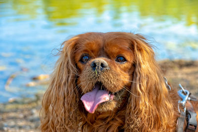 Portrait of dog in water