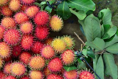 High angle view of strawberries growing on plant