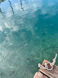 High angle view of an animal swimming in sea