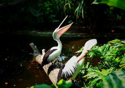 View of a bird in water