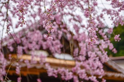 Close-up of pink cherry blossoms in spring