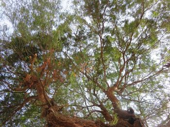 Low angle view of trees against sky