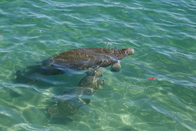 High angle view of manatee in sea