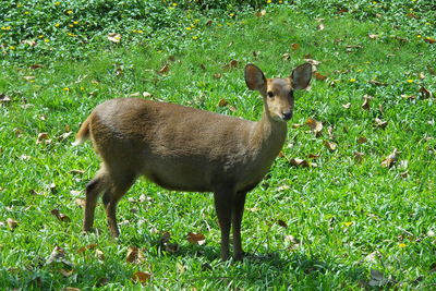 Deer standing on grass