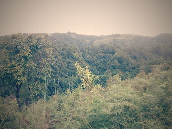 Scenic view of forest