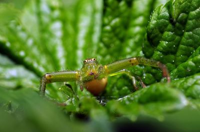 Close-up of caterpillar on leaf
