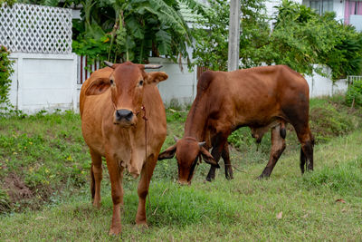 Cows standing in a field