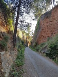 Road amidst trees in forest