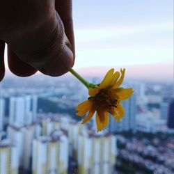 Close-up of hand holding yellow flower