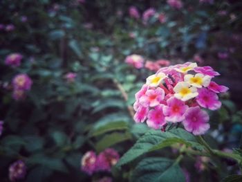 Close-up of fresh pink flowers blooming in park