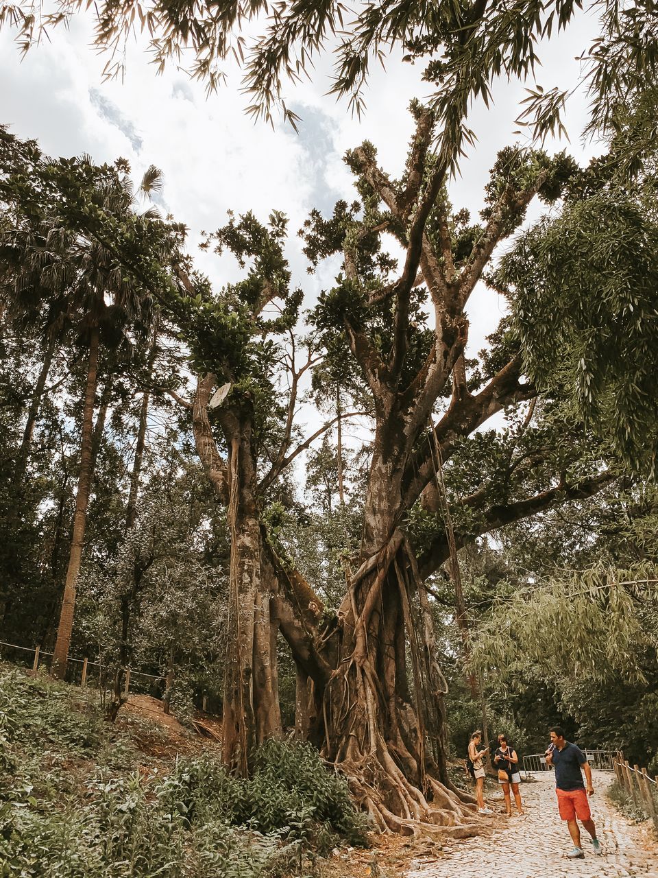 PEOPLE WALKING ON PLANTS IN FOREST