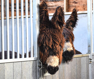 Close-up of horse in stable