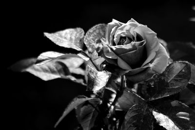 Close-up of rose plant against black background