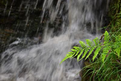 Scenic view of waterfall