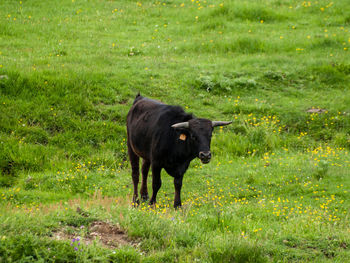 Horse standing in a field