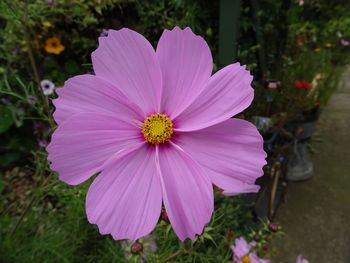 Close-up of pink flower blooming outdoors