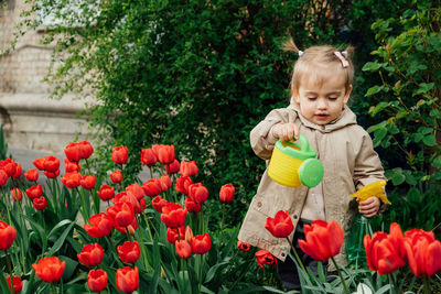 Spring gardening activities for kids. cute toddler little girl in raincoat watering red tulips