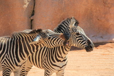 Side view of zebra in zoo