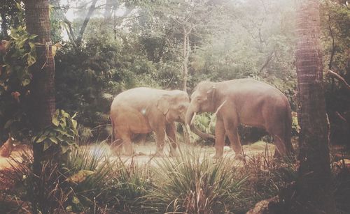 Animals grazing in forest