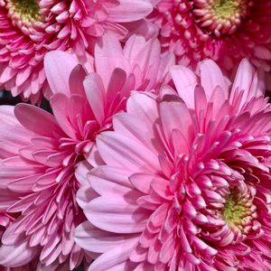 Full frame shot of pink flowers