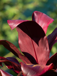 Close-up of pink lily