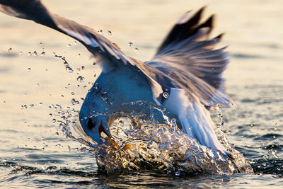 Close-up of bird flying over water