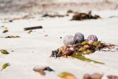 Surface level of sea urchins and seaweeds at beach