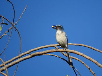 Low angle view of bird perching against clear blue sky