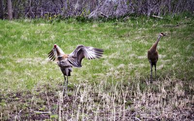 View of a bird on field