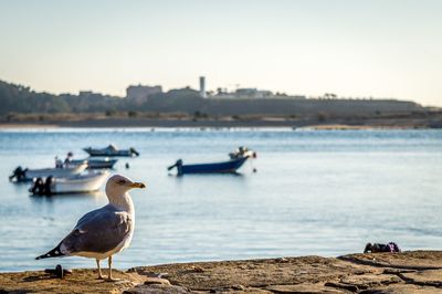 Seagulls perching on shore against clear sky