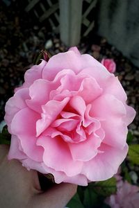 Close-up of pink rose