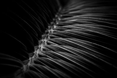 Close-up of plant over black background