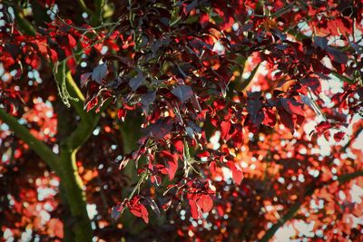 Close-up of red berries growing on tree during autumn