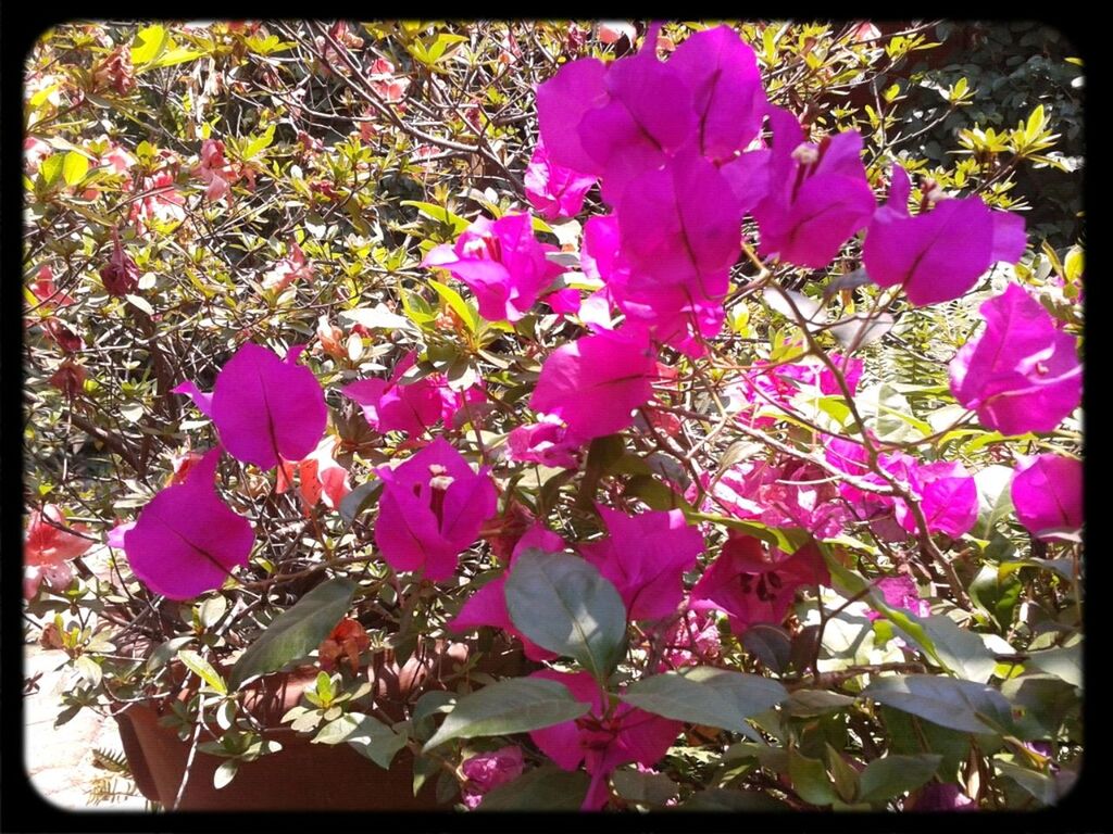 transfer print, flower, auto post production filter, fragility, freshness, petal, growth, pink color, beauty in nature, nature, leaf, plant, blooming, flower head, in bloom, blossom, day, outdoors, no people, field