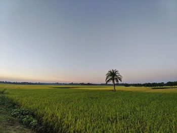 Scenic view of agricultural field against clear sky
