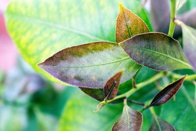 Close-up of autumnal leaves