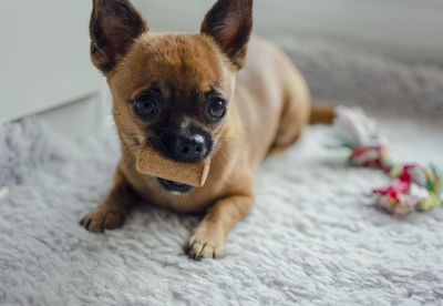 Portrait of puppy on bed at home